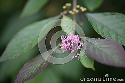 Bodinier’s beautyberry Callicarpa bodinieri, small lilac flowers Stock Photo